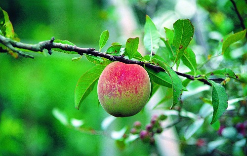 土壤水分溫度測(cè)定儀確保果園豐產(chǎn)穩(wěn)產(chǎn)