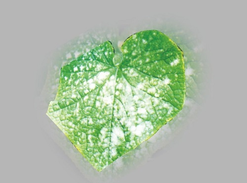 【重點介紹】植物病害診斷儀快速診斷植物病害的優(yōu)勢盤點