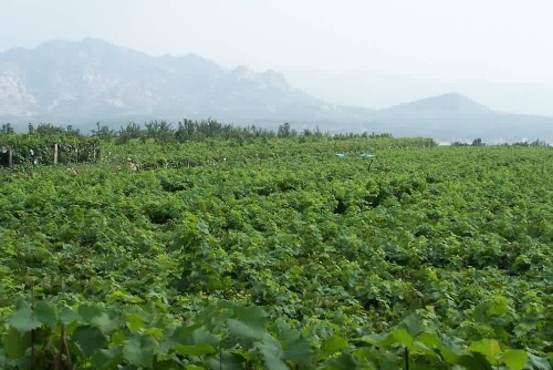 平度大澤山葡萄使用土壤養(yǎng)分檢測(cè)儀對(duì)土壤進(jìn)行檢測(cè)