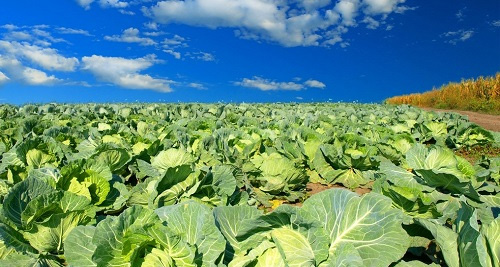 土壤緊實(shí)度測(cè)定儀在翻土耕地中的應(yīng)用