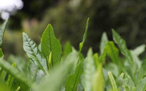 茶葉大國應(yīng)用，土壤養(yǎng)分檢測儀可以對(duì)茶葉合理施肥有何等指導(dǎo)作用？