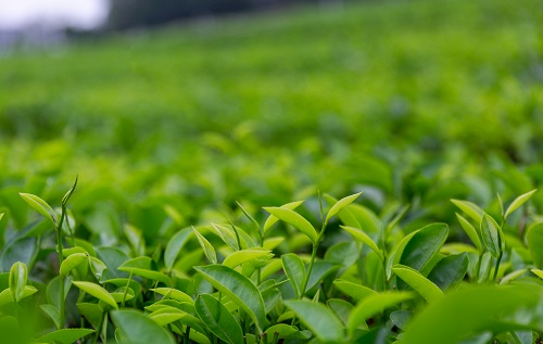 土壤溫濕度儀助推傳統(tǒng)茶產(chǎn)業(yè)優(yōu)質(zhì)發(fā)展，指導(dǎo)灌溉作業(yè)