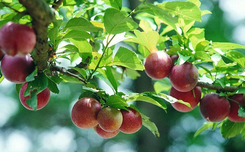 土壤墑情監(jiān)測系統(tǒng)助力“智慧種果”產(chǎn)銷兩旺