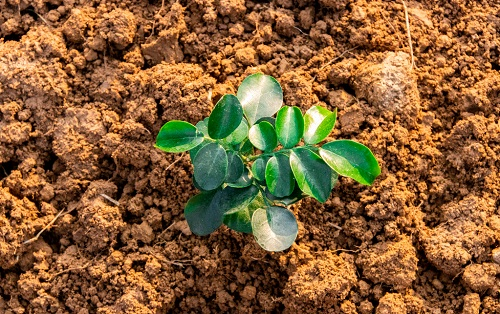 土壤溫度對植物的重要性！土壤溫度計專業(yè)分析