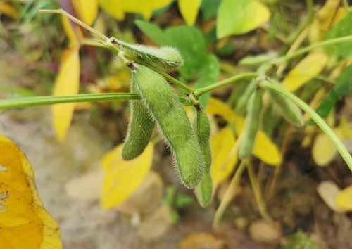 大豆種植不景氣？土壤養(yǎng)分測試儀找到了新出路