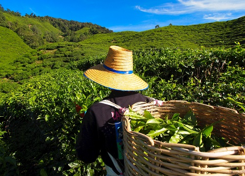 茶園里面的土壤應(yīng)該如何檢測？利用土壤儀器對茶園土壤的有效管理