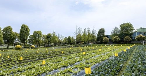 利用土壤緊實(shí)度測(cè)定儀分析土壤緊實(shí)度對(duì)植物生長(zhǎng)的影響