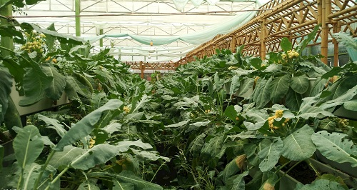 大棚土壤鹽漬化會(huì)對(duì)蔬菜種植（根、葉、果）帶來(lái)哪些危害？