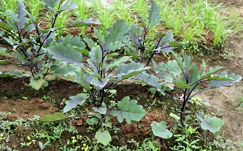 夏季育苗三個(gè)注意事項(xiàng)，了解土壤墑情很重要
